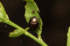 Chrysolinina