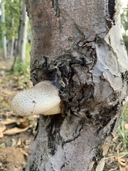 Pleurotus dryinus