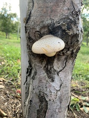 Pleurotus dryinus