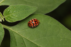 Epilachnini
