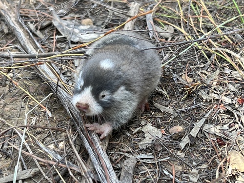 Cape Molerat