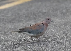Streptopelia senegalensis senegalensis