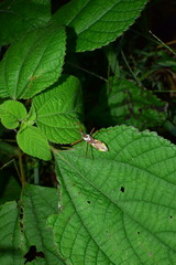 Epidaus famulus