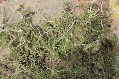 Rhamnus lycioides