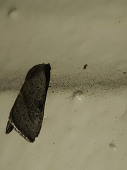 Galgula