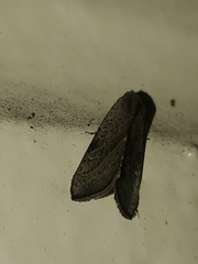 Galgula
