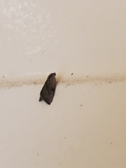 Galgula