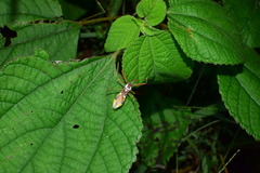 Epidaus famulus