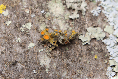 Teloschistes chrysophthalmus