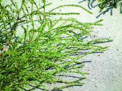 Salsola collina