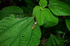 Epidaus famulus