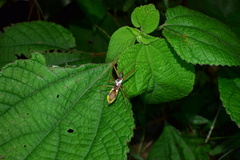Epidaus famulus