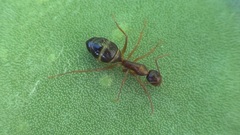 Camponotus nylanderi