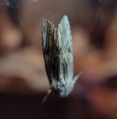 Spodoptera eridania