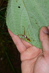 Epidaus famulus