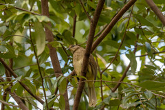 Pycnonotus conradi