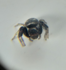 Heliophanus capensis