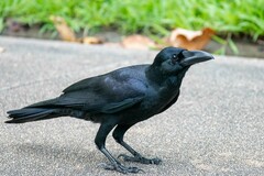Corvus macrorhynchos levaillantii
