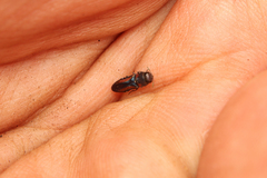 Anthaxia vittipennis