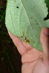 Epidaus famulus