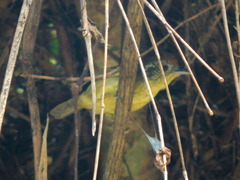 Dysithamnus stictothorax
