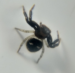 Heliophanus capensis