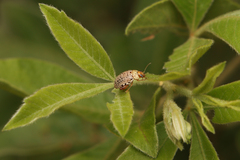 Calotheca