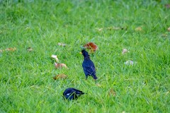 Acridotheres grandis