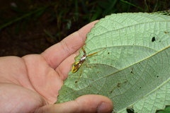 Epidaus famulus