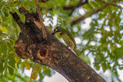 Psilopogon haemacephalus