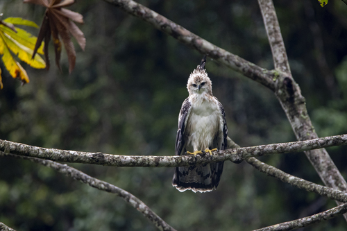 Black-and-chestnut Eagle