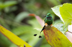 Rufous-Booted Racket-Tail photo 3