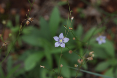 Wahlenbergia undulata