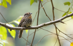 Malacoptila fulvogularis