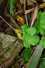 Platyrhopalus davidis