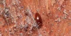 Mycetaea subterranea