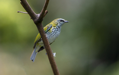 Ixothraupis punctata