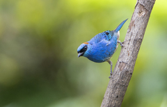 Chalcothraupis ruficervix