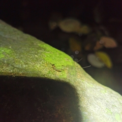 Parafronurus youi