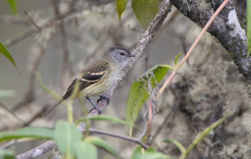 Tawny-rumped Tyrannulet (Tyranniscus uropygialis), photo 4
