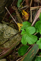 Platyrhopalus davidis