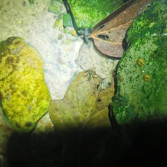 Parafronurus youi