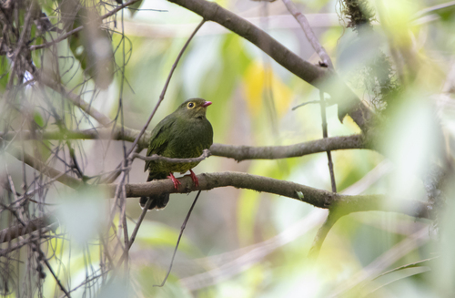 Band-tailed Fruiteater (Pipreola intermedia), photo 10