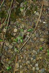 Platyrhopalus davidis