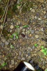 Platyrhopalus davidis