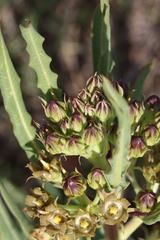 Asclepiadinae