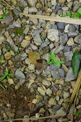 Platyrhopalus davidis