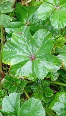 Malva