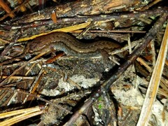 Desmognathus aeneus