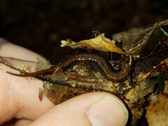 Desmognathus aeneus